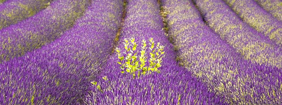 lavanda1slider lavanda1slider