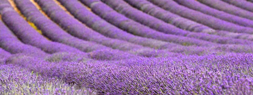 lavanda3slider lavanda3slider