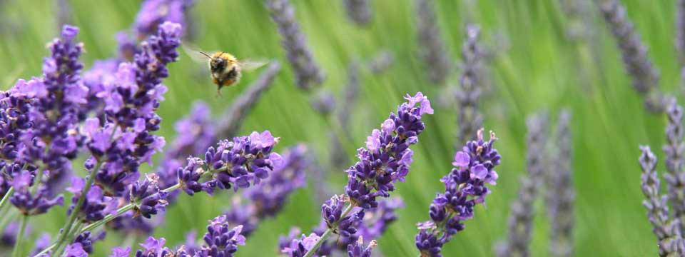 lavanda5slider lavanda5slider
