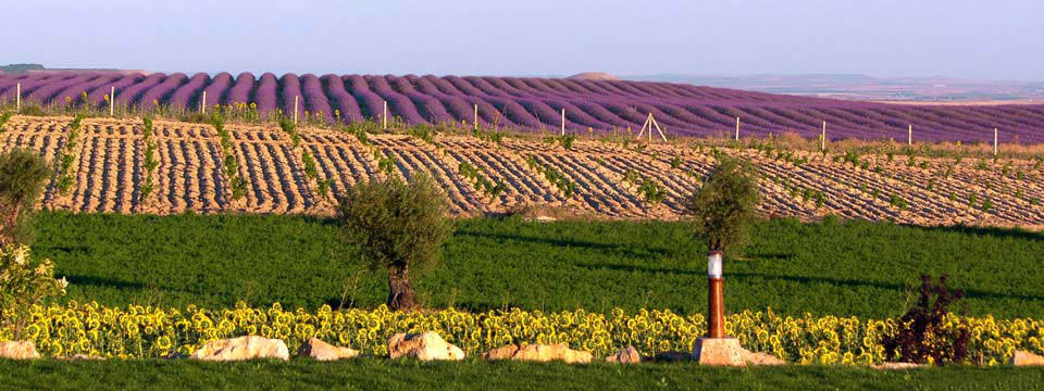 lavanda6slider lavanda6slider